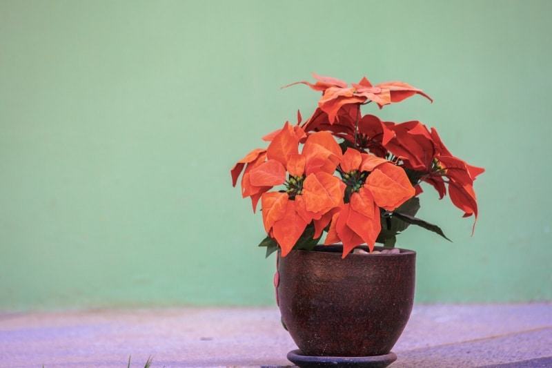 2557-01-15-โคโค่นครลำปาง ลำปาง 094.jpg